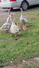 Noisy Cobra Chickens Adopt Goslings