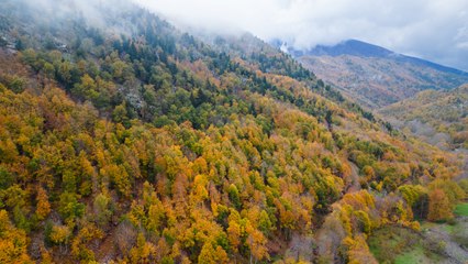 Çardak Yaylası sonbaharın renklerini yansıtıyor