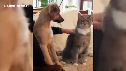 Köpeğin kediye karşı olan merhameti sosyal medyada gündem oldu