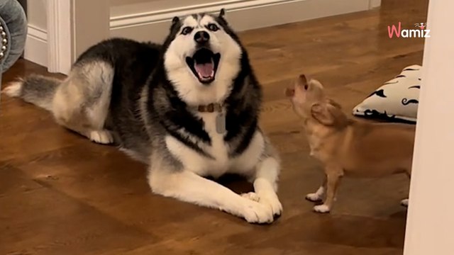 Le chien géant vole l'os du Chihuahua : la conversation entre les deux lui coupe le souffle (vidéo)