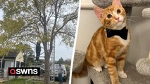 Kitten stuck up tree rescued after owner builds scaffolding to reach it