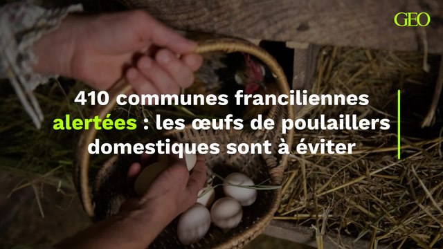410 communes franciliennes alertées : éviter les œufs de poulaillers domestiques pour cause de contamination