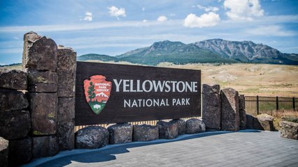 Ciervo Muere Por Enfermedad Zombie En Estados Unidos