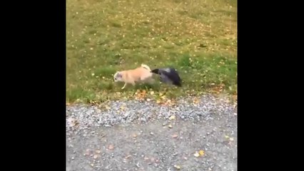 Awesome Funny Animals Life Videos - Funniest Pets