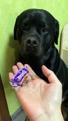 Dog Hides Stolen Candy in Its Mouth