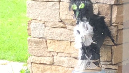 Man's master plan to scare away invasive Magpies results in their squad gaining a new member!