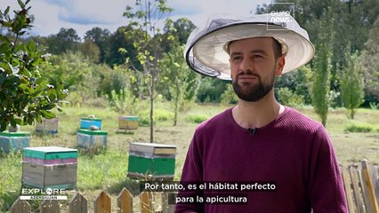 Descubra por qué la miel de las montañas del Cáucaso es una de las mejores del mundo