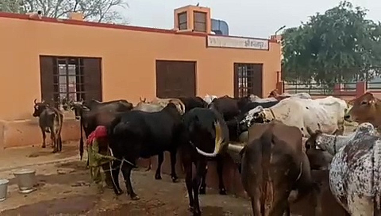 गो माता की पूजा-अर्चना, सुख-समृद्धि की कामना
