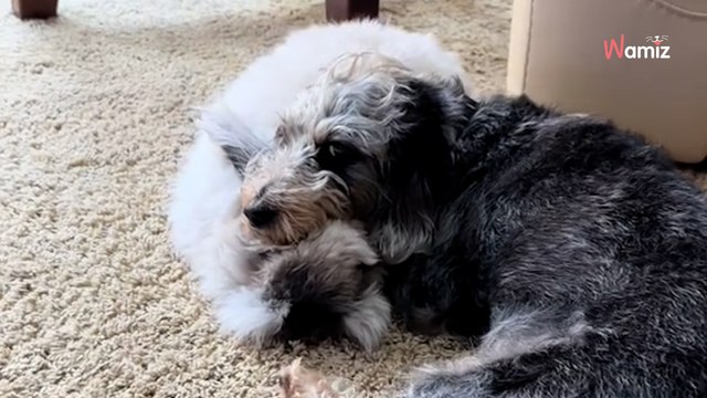 Ten królik, który wychował się wśród psów uważa, że jest członkiem psiego gangu! (video)