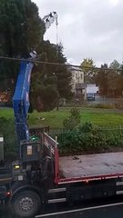 Adorable video shows young boy's reaction to Saltash Christmas trees