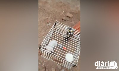 Homem é preso em Sousa suspeito de criar filhote de gato em uma pequena gaiola de ferro