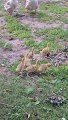 Noisy Cobra Chickens Adopt Goslings