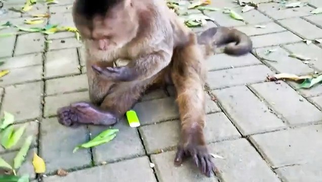 Ce singe fait du feu plus vite que les aventuriers de Koh-lanta... mais se crame les poils aussi