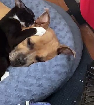 Kitten Grooms Dog's Ears