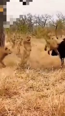 Lions And Buffalos Fight