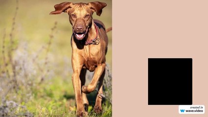 What lesson did dog learn from this action?