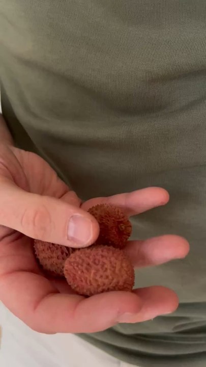 Le litchi est de retour en cette fin d’année. Allez-vous de le faire germer cette année ? ‍