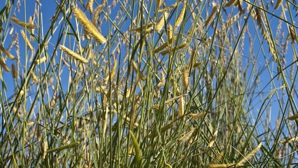 Guide to Planting and Growing Sideoats Grama Grass 🌾