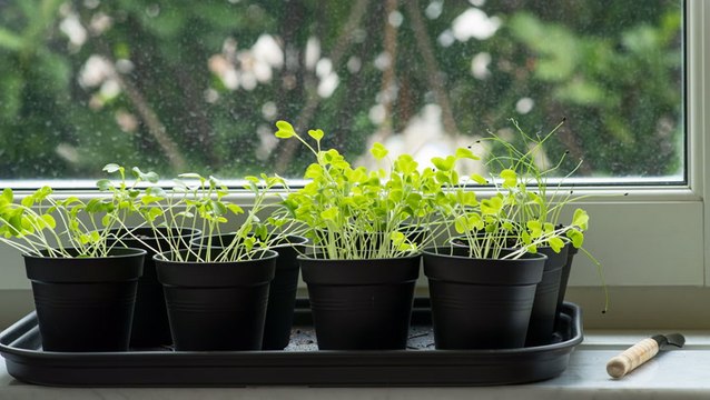 How to Grow a Windowsill Herb Garden, From Planting to Harvesting