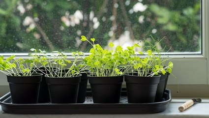 How to Grow a Windowsill Herb Garden, From Planting to Harvesting