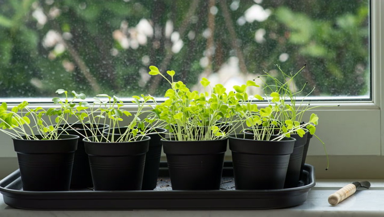 How to Grow a Windowsill Herb Garden, From Plan...