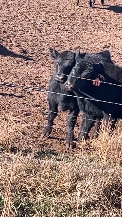 Cows Stuck In Get Along Ladder