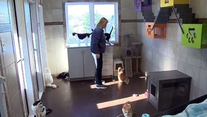 ED 20 nov TOPO 2 spca lavalee