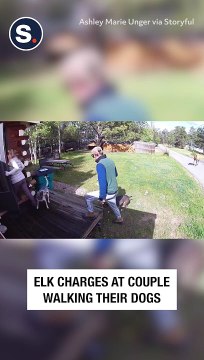 Elk Charges at Couple Walking Their Dogs