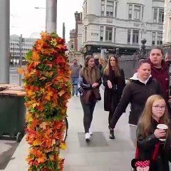 curious about a strange tree