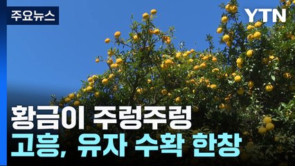 '대학나무'에 황금이 주렁주렁...고흥 유자 수확 한창! / YTN