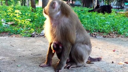 Cute Albert open of his big mouth, Albert is so bored, that he is hugged by mother Aly