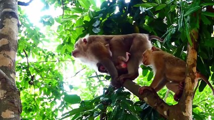 Cute Baby Rockstar Showing His Interest To Monkey In Front Of Him