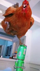 What A Balance | Beautiful Cat Funny Moment | Cat vs Hen