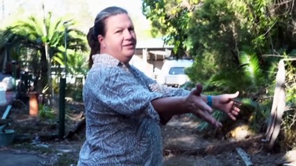 Authorities combat invasive yellow crazy ants in Qld's north