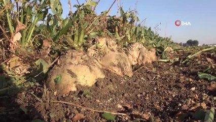 Şeker pancarından kent ekonomisine 2,5 milyar TL katkı hedefleniyor