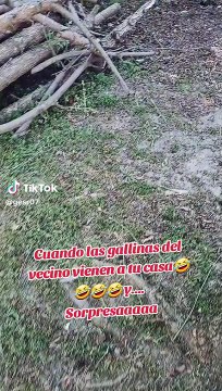 Gallinas van a casa de vecina y dejan huevos como recompensa: Alimentos que valen oro