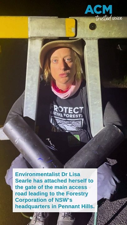 Environmentalist Dr Lisa Searle attaches herself to the gate of the main access road leading to the NSW Forestry Corporation's headquarters in Pennant Hills