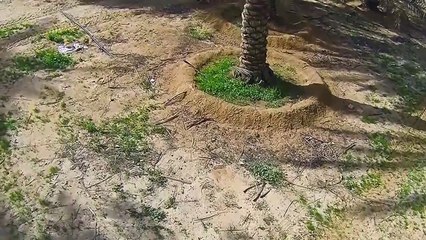 Date Farms of Saudi Arabia