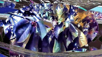 Paying 4 cherries and driving 2 lunch l Cyberlink.compressed