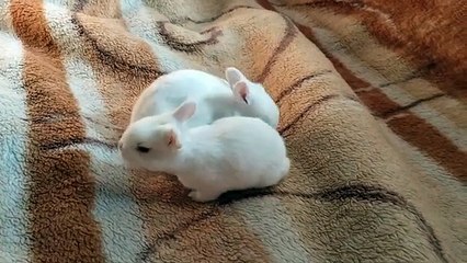 Homework Isn't Fun | Roxie Sinner, Joshua Lewis