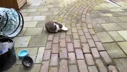 Stacy Cruz, Sirena Milano Models take over