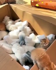 Anak kucing yang lucu