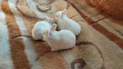 Kimmy Kimm - Samurai Sisters