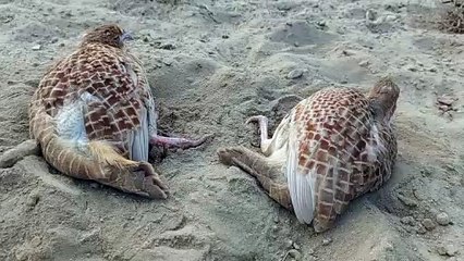 Irani teetar playing in mud
