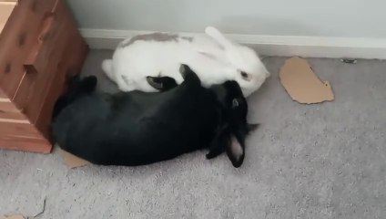 Im A Team Player - Scarlet Skies