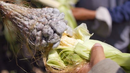 The US spent millions eradicating corn smut (huitlacoche). Now it's a fine-dining delicacy.