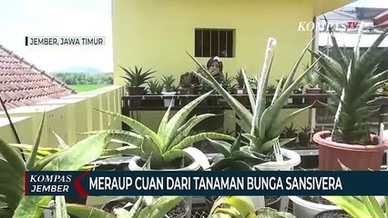 Meraup Cuan dari Bunga Sansivera, Begini Cara Budidaya Tanaman Serumpun Kaktus