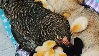 Cats and chickens have a good relationship | Baby chicken eating cat's milk | Cats Funny  #shorts