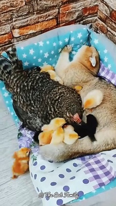 Cats and chickens have a good relationship | Baby chicken eating cat's milk | Cats Funny  #shorts