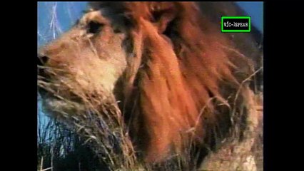 Especial de Vida Salvaje: Leones - Documental (2000) - Español Latino